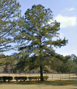 [palustris Moon Tree]