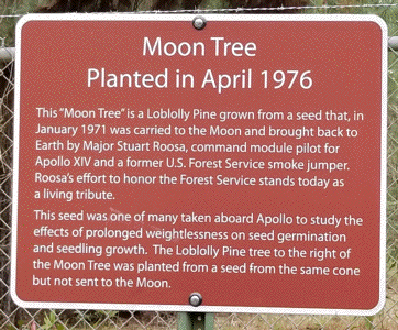 [Palustris Moon Tree Plaque]