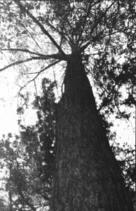 [Forest Capitol Moon Tree]