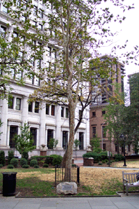 [Philadelphia Moon Tree]