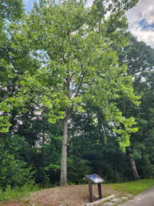 [Pisgah Tree]