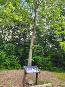 [Pisgah Tree and Sign]