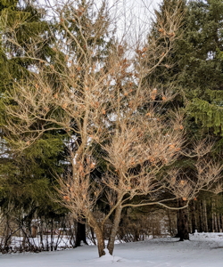 [Coudersport Moon Tree Jan 2021]