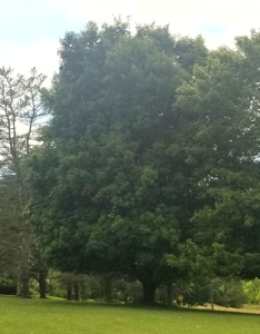 [Princeton, West Virginia Sycamore-Maple Tree]