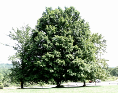 [Princeton, West Virginia Sycamore-Maple Tree]