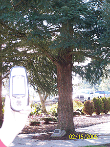 [Roseburg Moon Tree]