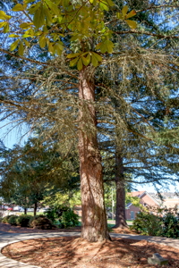 [Roseburg Moon Tree]