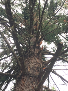 [Roseburg Moon Tree 2019]