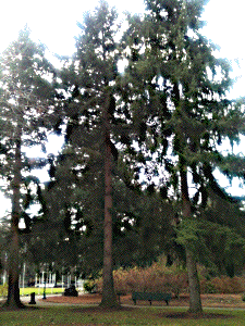 [Salem, Oregon Moon Tree]
