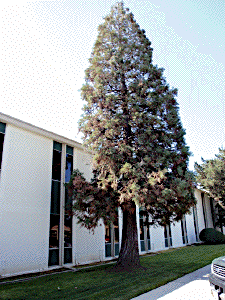 [San Dimas Moon Tree]