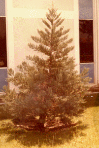 [Early photo of the San Dimas Moon Tree]