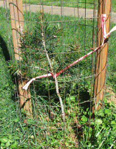 [Moon Tree clone at Siskiyou Smokejumpers Base]