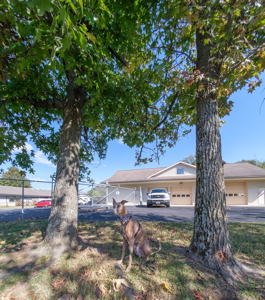 [ sweetgum]