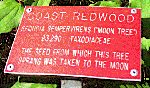 [Tilden Botanical Garden Moon Tree Plaque]