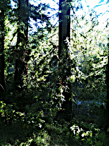 [Tilden Nature Area Moon Tree]