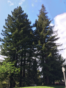 [Tilden Nature Area Moon Tree]