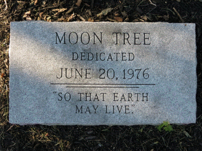 [Topton Moon Tree Plaque]