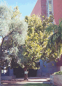 [U of Arizona Moon Tree]