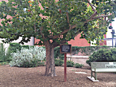 [U of A Moon Tree]