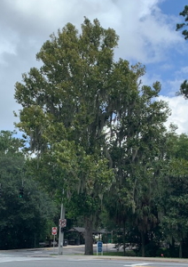 [University of Florida Moon Tree]