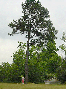 [Old Washington Park Moon Tree]