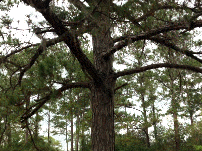 [Okefenokee RESA Moon Tree]