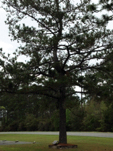 [Okefenokee RESA Moon Tree]