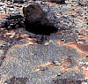 [Mars Rover Image]