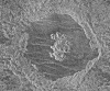 [FMAP of Grimke Crater]